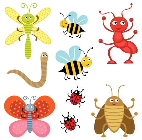 insects