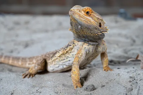 Bearded