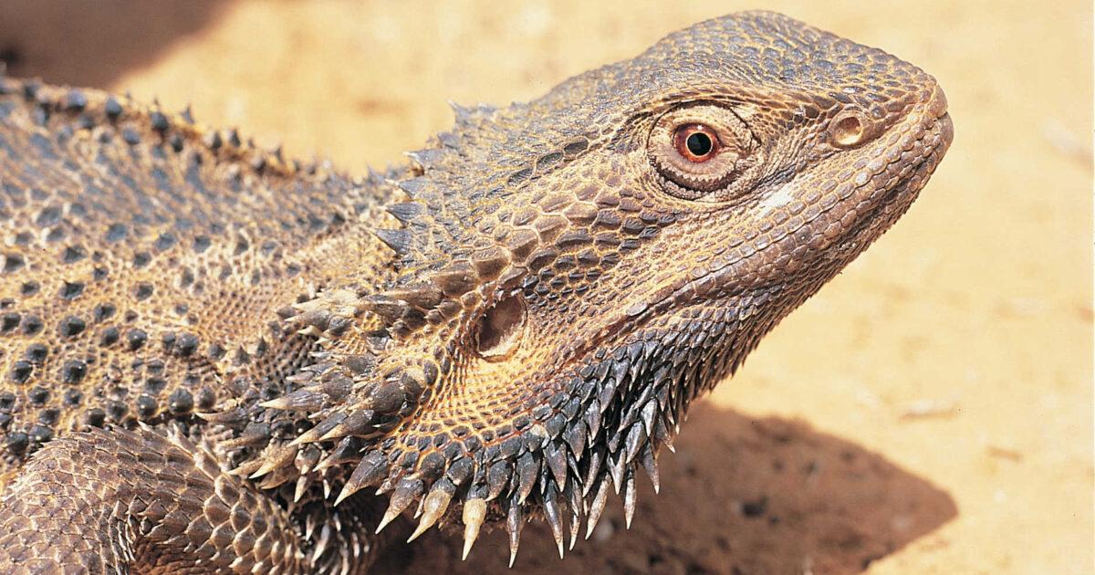 Bearded Dragon