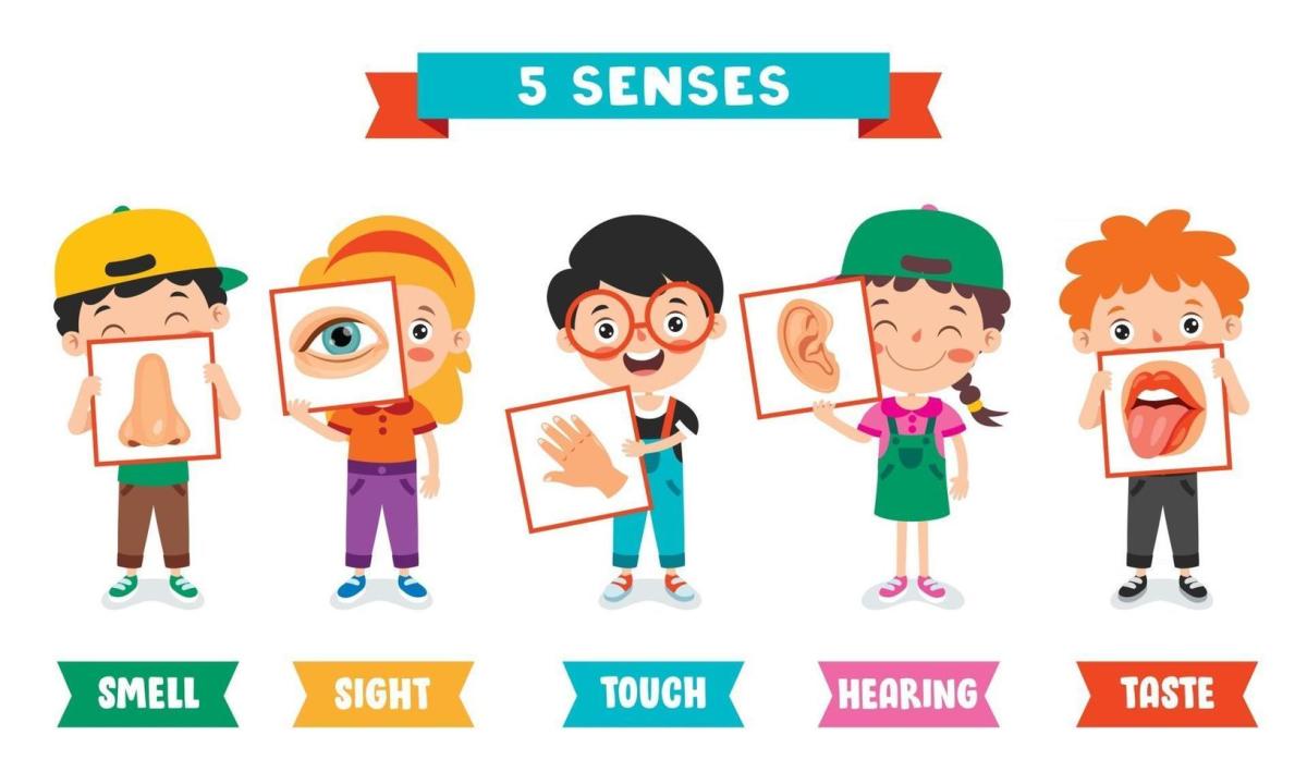 senses